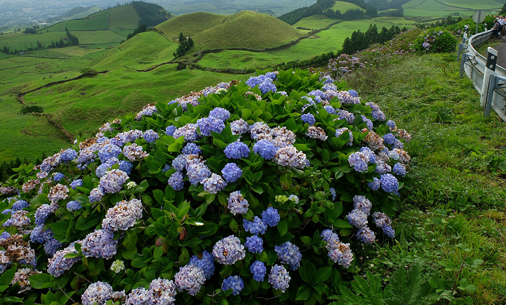 Apoios para conservação da natureza, biodiversidade e património natural nos Açores