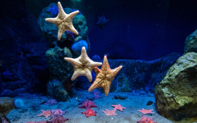 Península de Setúbal com apoio para o desenvolvimento local no âmbito da economia azul