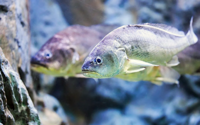 Mar 2030 investe na primeira instalação do mundo de aquacultura de corvina