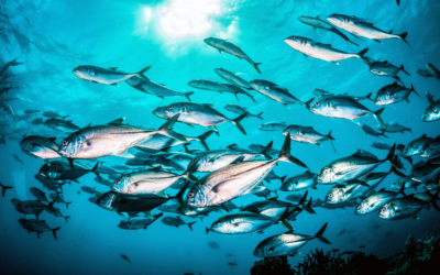 Apoio para cessação temporária das atividades de pesca na Madeira