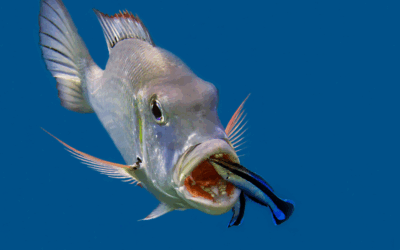 Projeto “FORTIFISH” recebe apoio europeu para desenvolver alimentos que melhoram a saúde de peixes marinhos