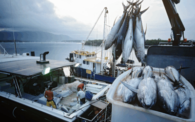 Cessação definitiva das atividades de pesca com apoio na Madeira