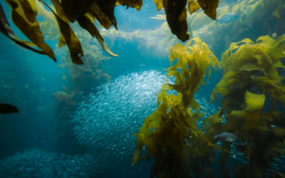 Projeto “AlgaeTech” transforma algas e resíduos marinhos em materiais sustentáveis