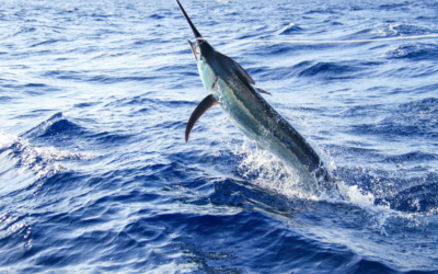 Mar 2030 apoia cessação temporária das atividades de pesca