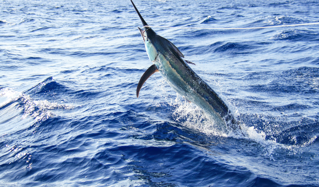 Mar 2030 apoia cessação temporária das atividades de pesca