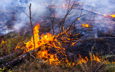 Centro 2030 lança apoios às populações e municípios afetados pelo impacto dos incêndios rurais na região