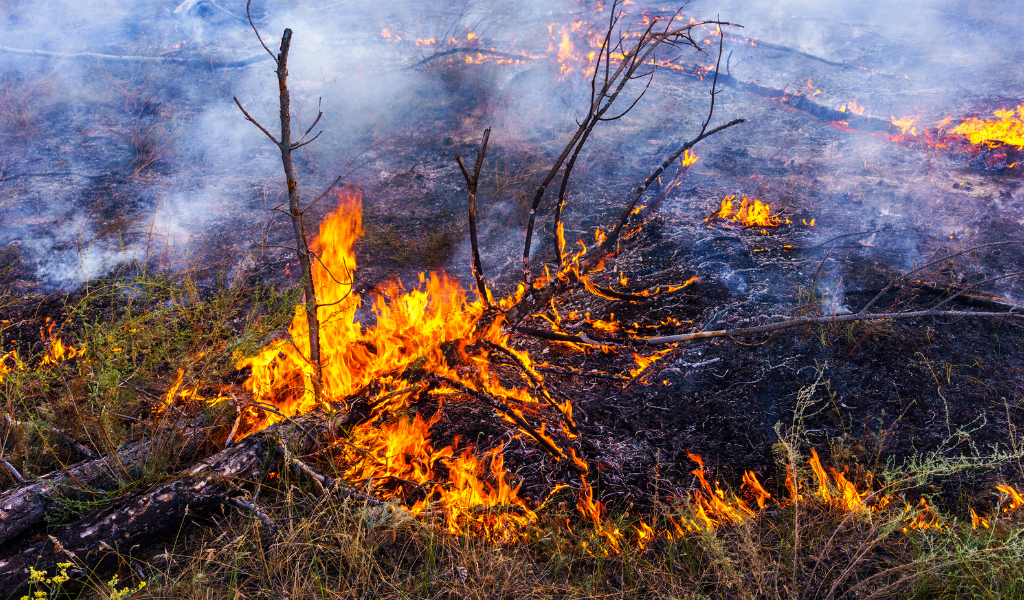 Centro 2030 lança apoios às populações e municípios afetados pelo impacto dos incêndios rurais na região